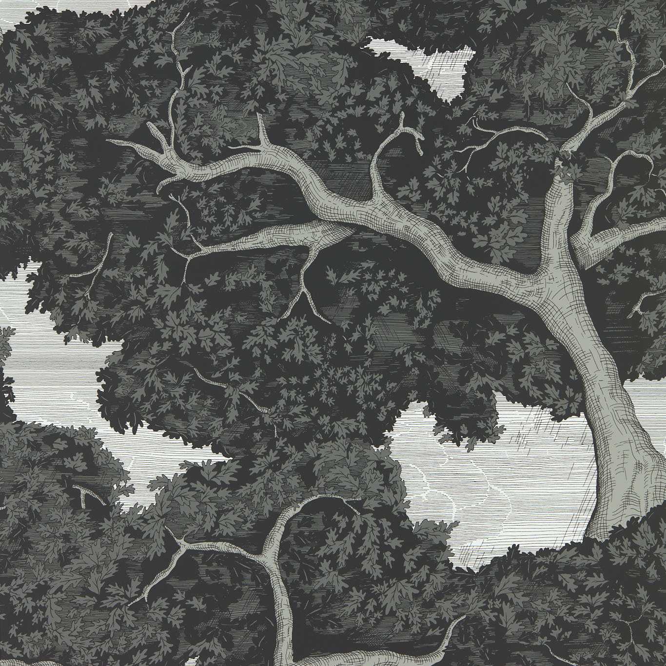 Eternal Oak  113023